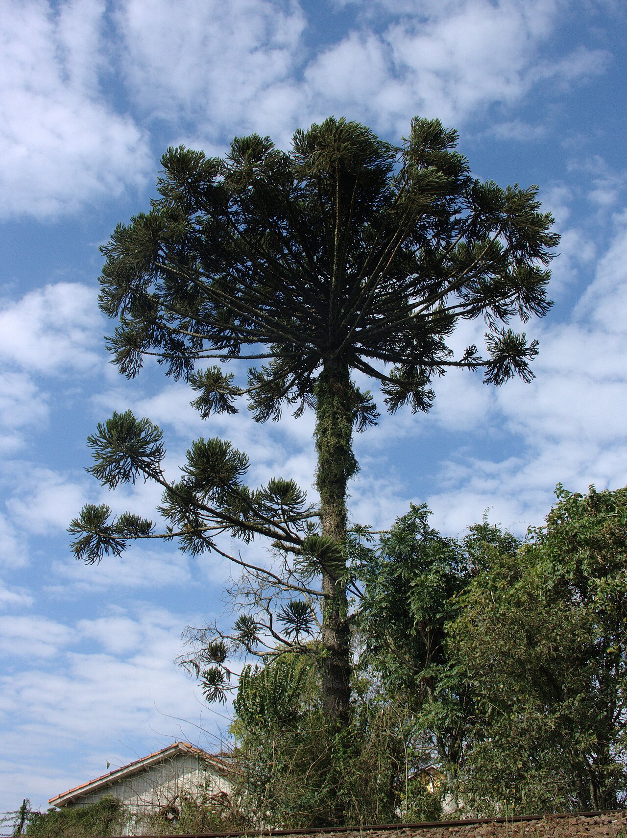 Araucária em preto e branco